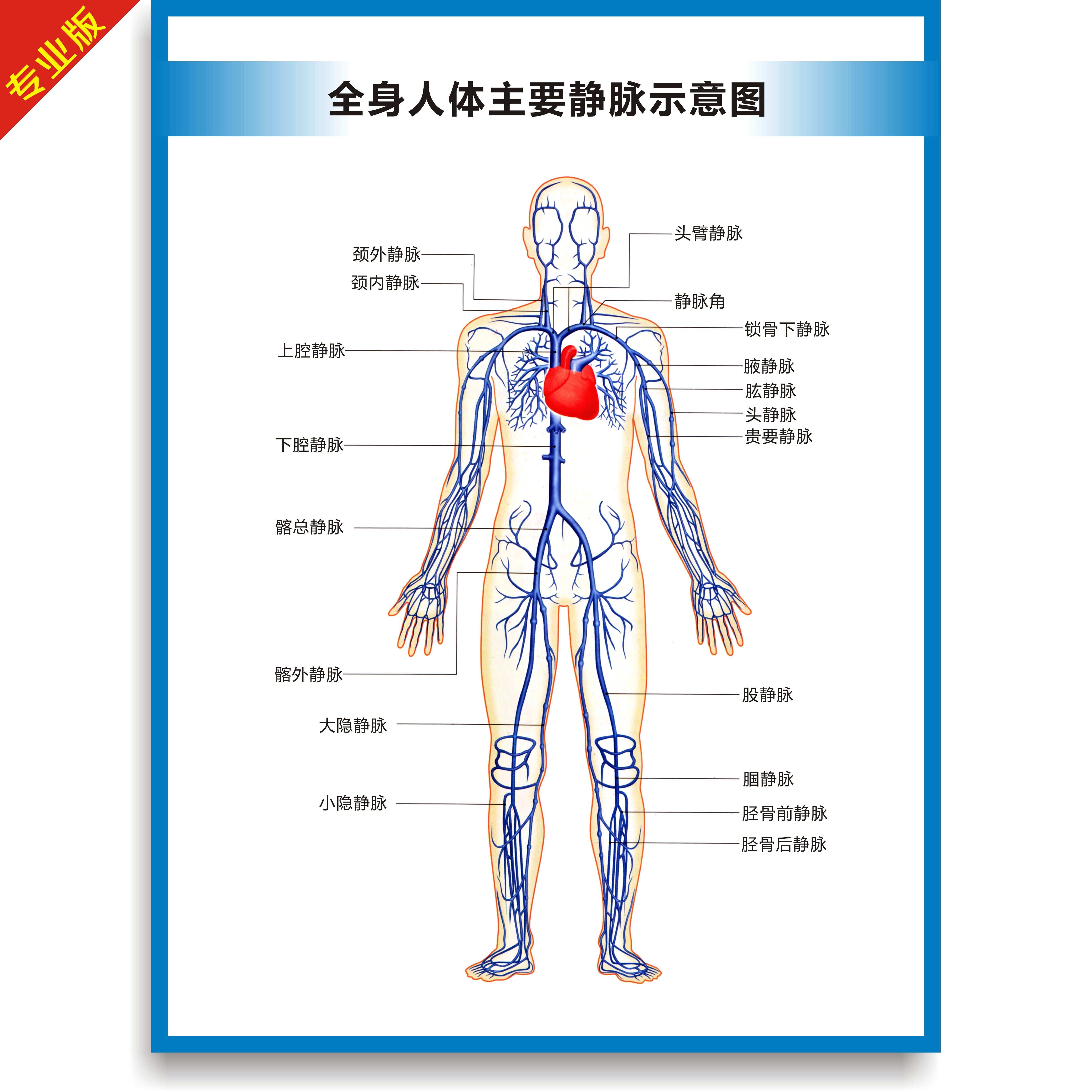 人体主要静脉解剖图医疗结构高清挂图医学解剖教学PVC防水海报48寸大尺寸