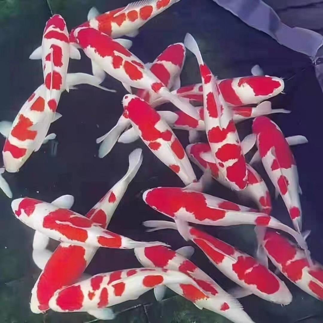 美东锦鲤