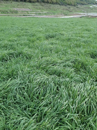 Шаровой соус の 24 года первой стерни Шао Суй высухал, высушен и сушена северного титани Тимо Сима