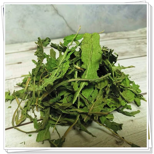 Цикорий цикория цикория кроличьи кроличьи морские свинки с высоким содержанием белкового доения питания питания и взвешивающая голландская свинья