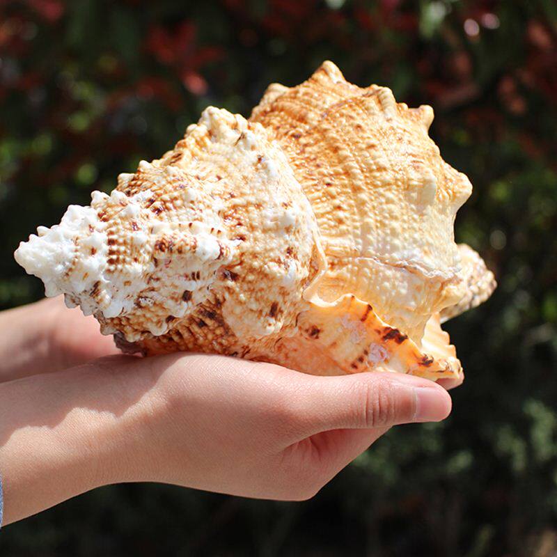 鱼缸摆件造景贝壳金口蛙螺天然饰品装饰品创意居家超大水族海螺