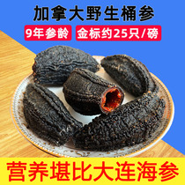  Canadian sea cucumber dry goods Imported dried sea cucumber wild 454 grams 9 years ginseng age gold standard 25 heads