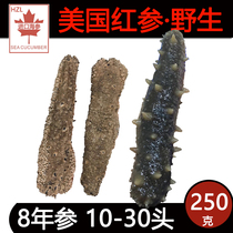  United States imported wild Alaskan Red Ginseng deep sea thorn ginseng Arctic Ginseng sea cucumber dry goods 250g light dry sea cucumber
