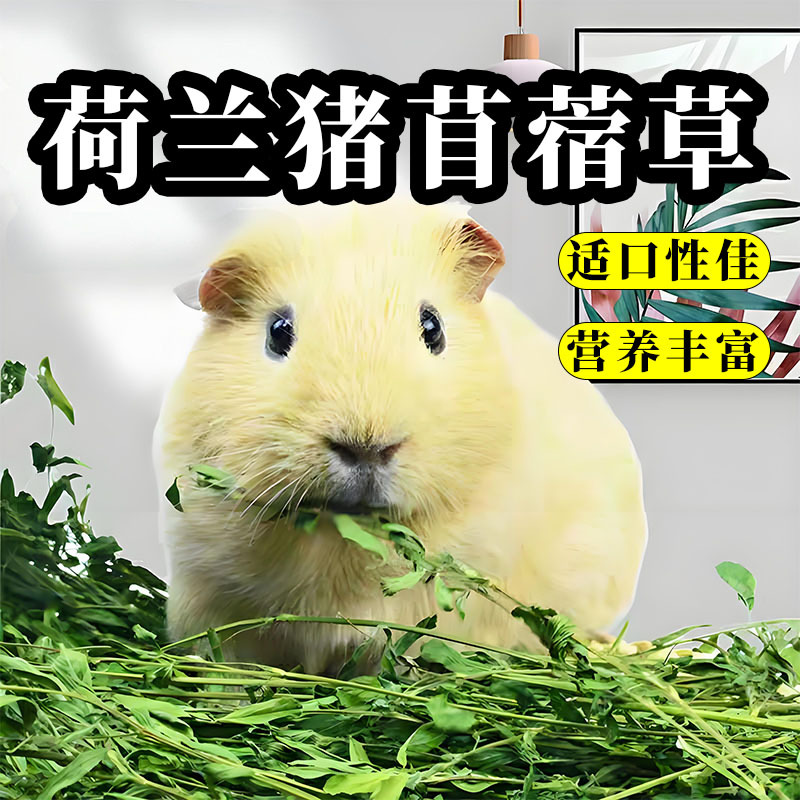 Dried Alfalfa Grass for Guinea Pigs, Special Edible Pasture Grass for Guinea Pigs, Natural Feed Supplies