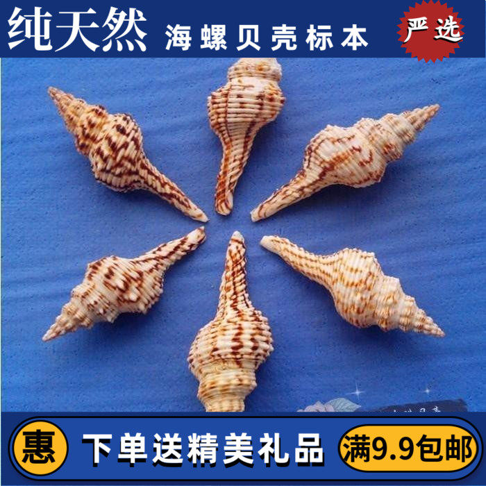Flower Aromas of Flower Aromas of Long Spiral Natural Sea Snail Shells Wedding fish Fish Tank Decoration VIEW HOME FURNISHING COLLECTION SEA SNAIL