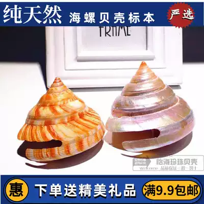 Red Weng Rongsnail Natural Shell Conch Rare Specimen Snail Aquarium Fish Tank Landscape Collection Gift