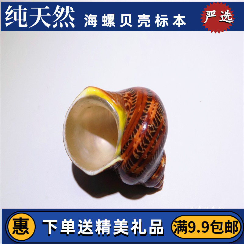 Full of 28 ancient text snail salamander fish tank roll shell fish hermit crab spare replacement shell natural conch shell