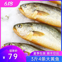  Big yellow fish Fresh East China Sea fresh yellow croaker Fresh rhubarb frozen sea fish 3 kg 4 whole boxes of cucumber fish