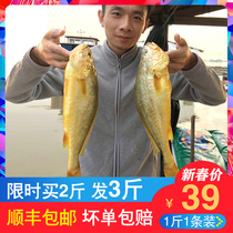  East China Sea yellow croaker rhubarb fish Fresh whole box frozen cucumber fish Fresh wild sea fish 1 kg 1 Ningde yellow fish