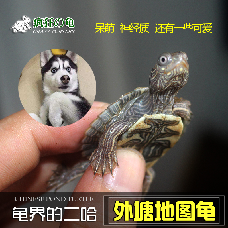 Crazy Tortoise Turtle Outer Pond Map Miao Turtle Living Deep Water Ornamental Tortoise Melanomas Map Interactivity Property Tortoise-Taobao