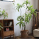 Simulated Brazilian wood floor-standing large green plant movable decoration