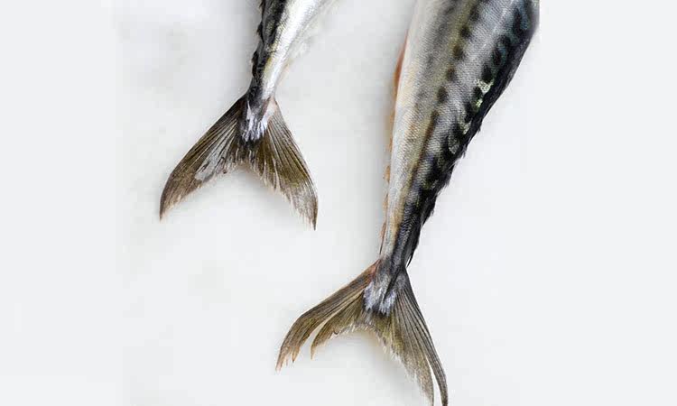 正宗秋刀鱼500g（3-5条装）竹刀鱼青条鱼冷冻海鲜日料刺身美食烧]/立即 