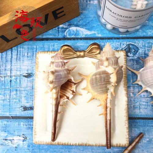 Натуральная раковина