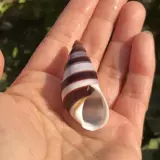 Натуральная раковина раковина снаряд Слева и правая спин -улитка Домашний краб заменить рыбную аквариум