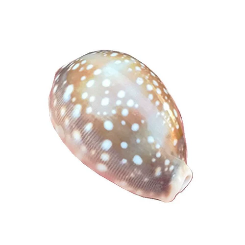 Натуральная раковина раковина большая белая звезда Po luo Aquarius ландшафт ландшафт ландшафт