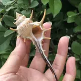 Натуральная раковина