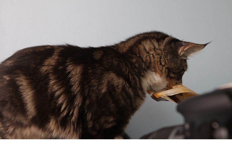 Catz finefood Đức nhập khẩu đồ ăn nhẹ mèo ăn nhẹ mèo ăn nhẹ dinh dưỡng vỗ béo mèo ăn nhẹ hạt cuncun cho mèo