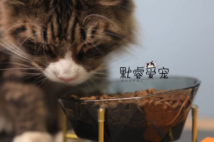 Love Kenna Cat Food Canada Nhập khẩu ACANA Cat Food Chicken 5.4kg Natural Valley Cat Food Whole Cat Food - Cat Staples hạt cho mèo