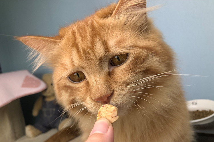 Inabao ciao mèo snack gà ức Nhật Bản tuyệt vời sạch răng bánh quy gói duy nhất mèo ăn nhẹ cá nhỏ khô làm đồ ăn cho mèo