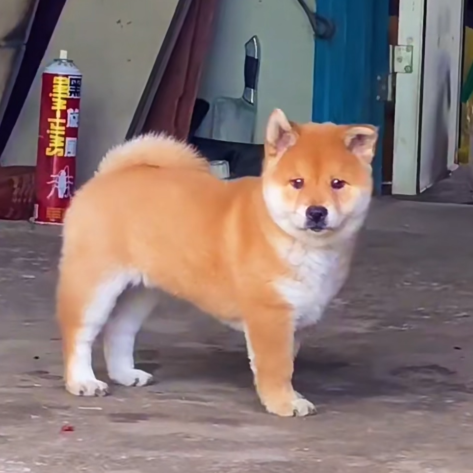 广西纯种土狗中华田园犬：黄狗白面土猎犬土松犬幼犬领养推荐｜25年最新测评-狗狗-淘宝好物网