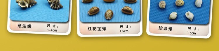 Vỏ ốc xà cừ lớn tự nhiên san hô thủ công trang trí Địa Trung Hải đạo cụ hồ cá cảnh quan vỏ trang trí - Trang trí nội thất trang trí phòng khách nhà ống