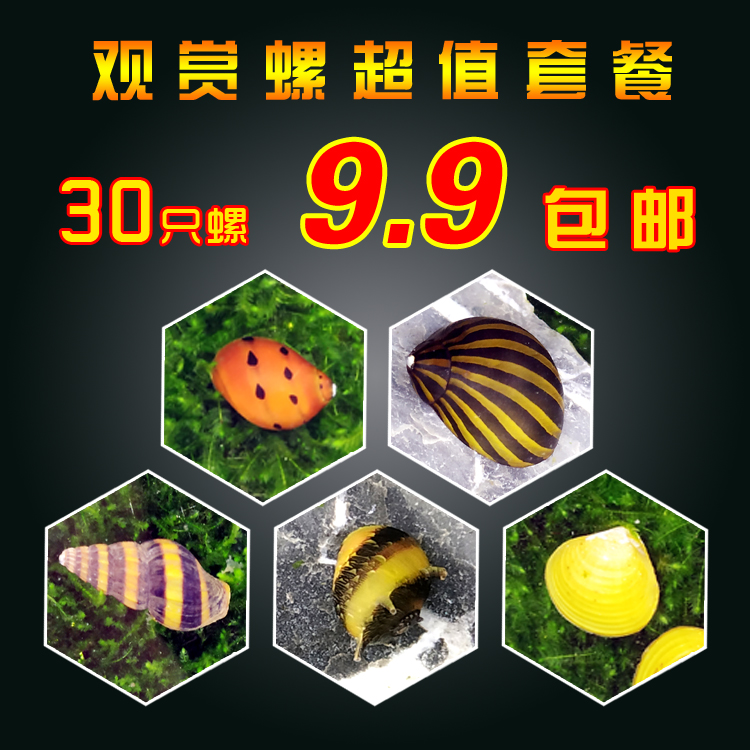 Mysterious snail ornamental snail living tools snail snail apple snail Purple Snail zebra snail pet snail set set