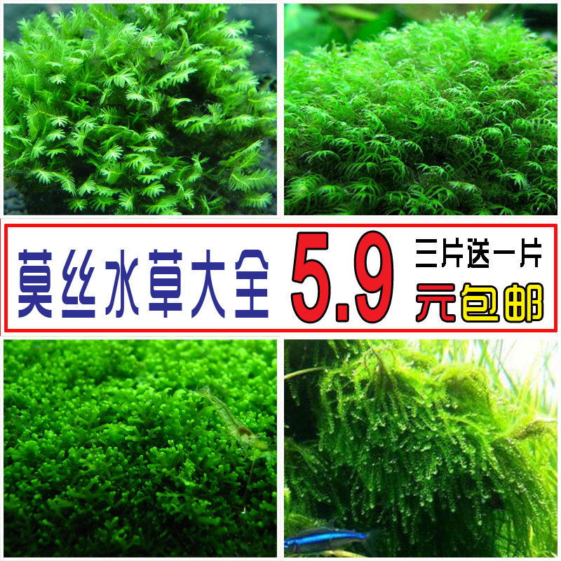 Fish tank Moss water plant landscaping Bulk Mousse Crystal Flame tearful triangle foreground Moss water plant living body