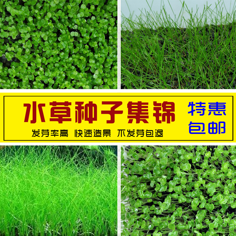 Water Grass Foreground Plant Aquarium Plant Seeds Water Grass