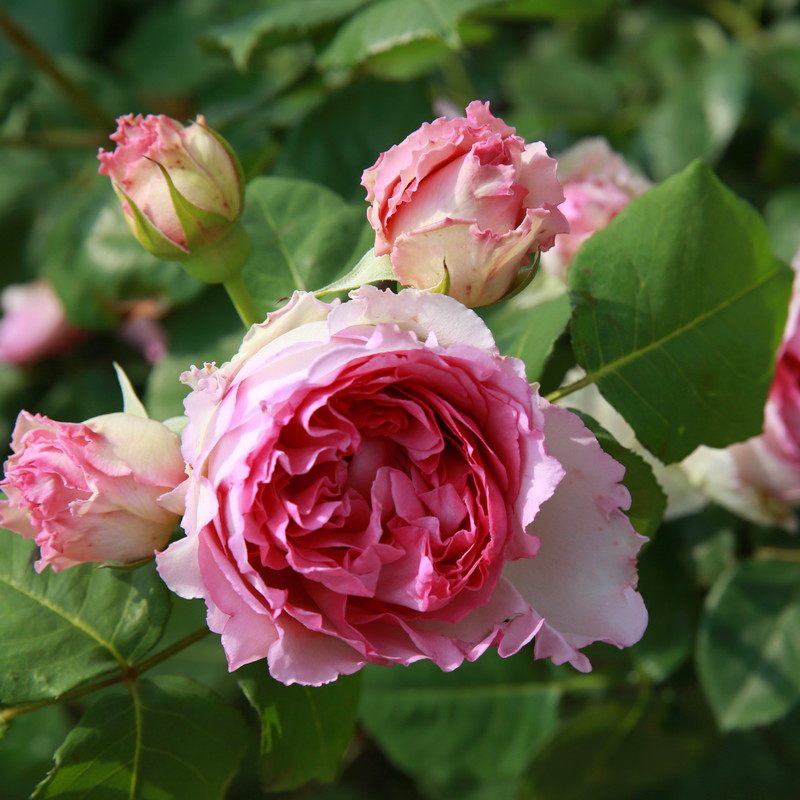 山水四明羅衣天狼新品月季強香四季開花藤本玫瑰薔薇庭院盆栽