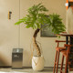 Simulated green plant, fake tree, large dragon scale spring taro potted plant