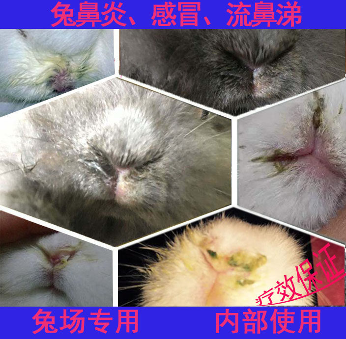 Rabbit Medicine Special Daquan Rabbit Prevention and Treatment of Golden Needle Pneumonia Cold Sneezing Rhinitis Kang Rhinitis Net One Needle for Spiritual Veterinary