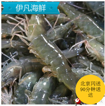 Beijing region flashes live sea white shrimp alive South white white shrimp taste comparable to the shrimp 500 grams