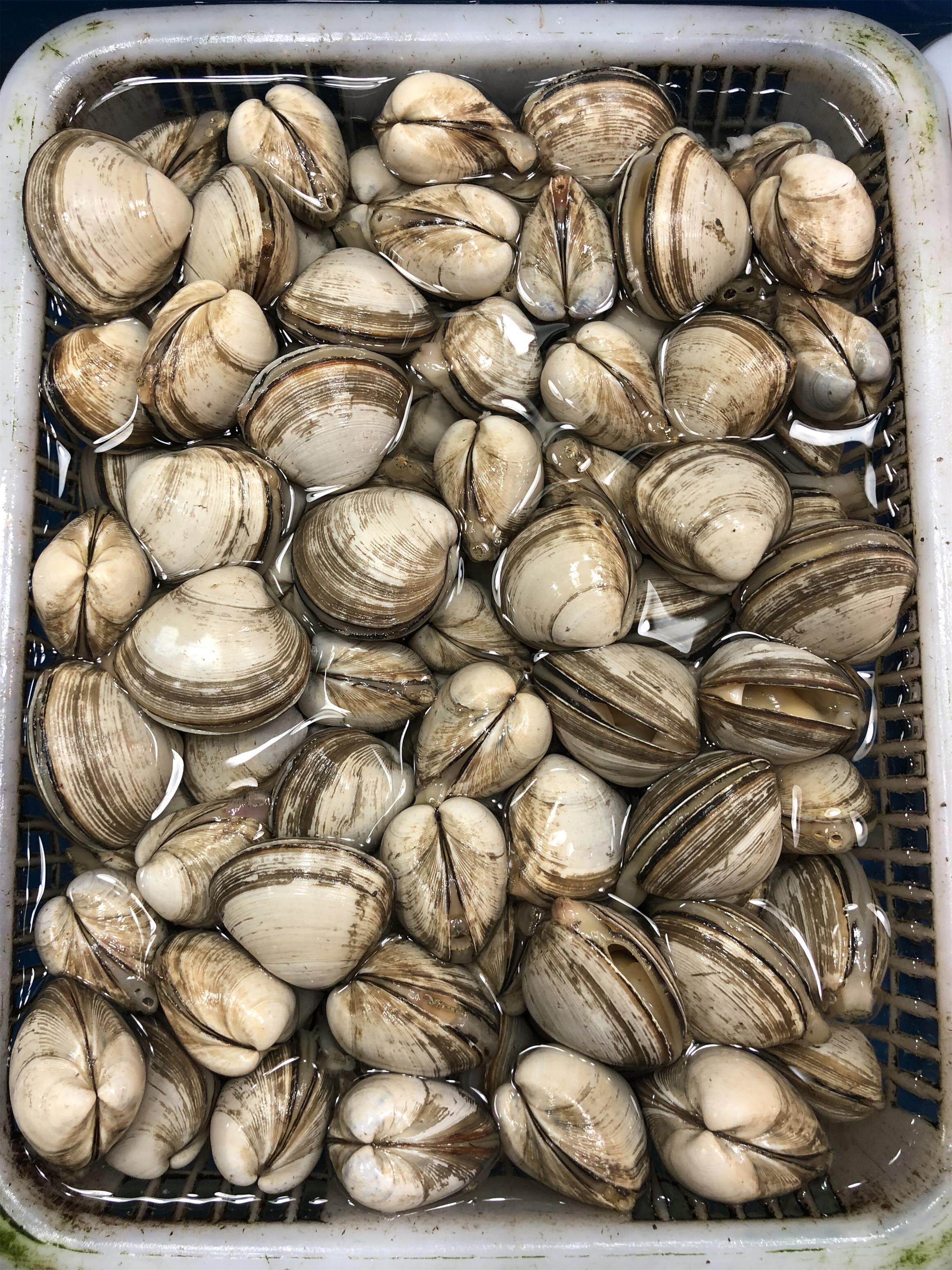 Beijing Flashes Live Shells Huge Dandong White Clam White Clam without sand