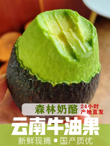 Avocado Big Mac Yunnan domestic Hass avocado avocado large fruit freshly picked without black silk and delicate