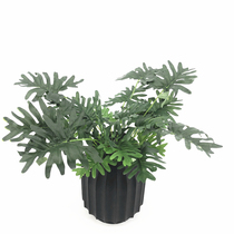 Simulation of green planting fairy feather leaves to bundle project landscaping indoor home decoration plant window turtle back simulation spring Taro