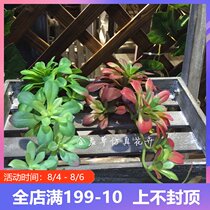 Simulation succulent green plant DIY decoration hanging mini hibiscus lotus fake flower plant wall accessories Landscape decoration collocation