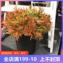 New special price antler grass bundle plastic grass green plant engineering decoration plant wall simulation grass