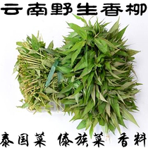 Yunnan specialty spice wild fresh vegetables fragrant willow flavor Thai cuisine seasoning size coriander wild vegetables 88