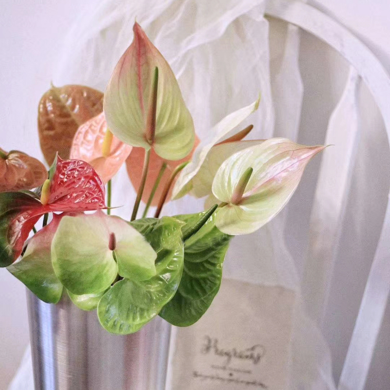 Red and Green Anthurium Flowers, Colorful Anthuriums for Proposals, Fresh Cut Flowers for Home Use, Vase Arrangements, Water-Cultivated Flowers, a Bunch of 5 Stems, Direct Delivery from Shanghai