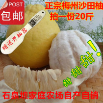 20 kg of fresh fruit Authentic Meizhou Sha Tin grapefruit Meizhou golden Grapefruit Meixian grapefruit to send grapefruit opener