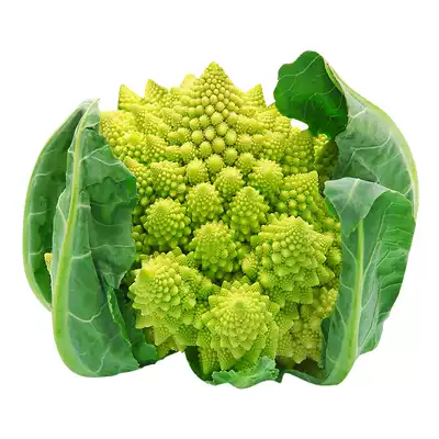 宝塔花菜种籽罗马花椰菜四季宝塔菜阳台盆栽农家西蓝花蔬菜种孑子 宝塔花菜种籽罗马花椰菜四季宝塔菜阳台盆栽农家西蓝花蔬菜种孑子