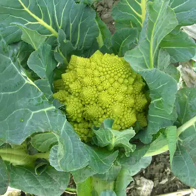 宝塔花菜种籽罗马花椰菜四季宝塔菜阳台盆栽农家西蓝花蔬菜种孑子 宝塔花菜种籽罗马花椰菜四季宝塔菜阳台盆栽农家西蓝花蔬菜种孑子