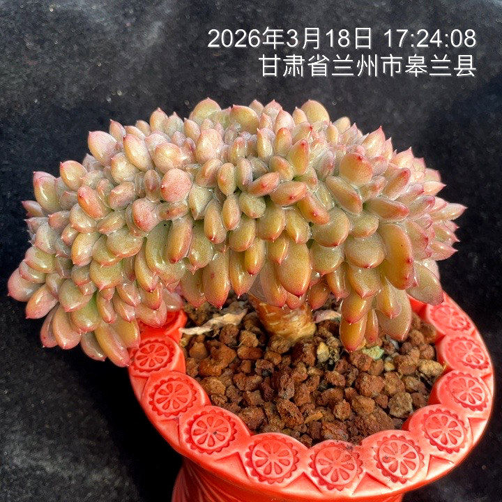 缀化老桩一物一拍- Top 100件缀化老桩一物一拍- 2026年6月更新- 淘宝
