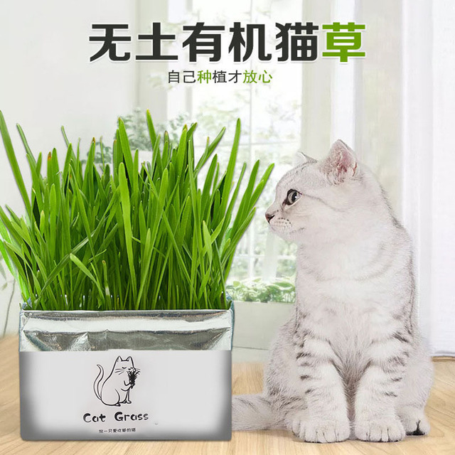 Lazy cat grass planting catnip potted intestinal dehairing ball planting cat grass seed hair granule cat supplies