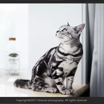 (meatball cat)Beijing professional pet photography door-to-door shooting high-end customization-cat private photo A file