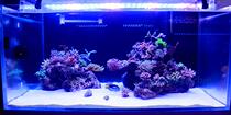 Laiyide full spectrum LED seawater light Coral light wifiAPP mobile phone smart automatic sunrise and sunset can be customized