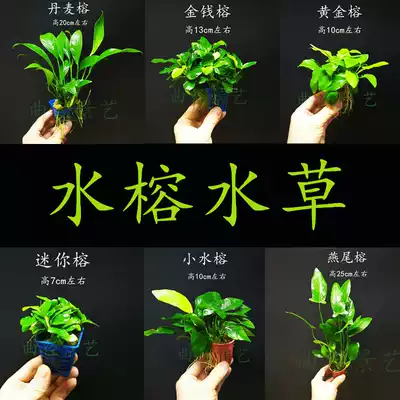 Water banyan live aquatic plant fish tank decorative landscaping without carbon dioxide fish tank aquatic plant tank landscaping is easy to survive