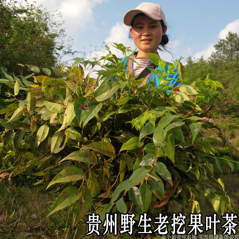 Freshly Picked and Sun-Dried Leaves from the Wild High Mountains of Guizhou, Fragrant and Nourishing Tea Leaves, Dianbai Zhu Leaves