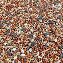 Young Pigeon Squieu Food Pigeon Feed No Corn No Pea Dove Grain Pigeon Eat One = 5 catties