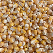 New farmhouse corn seed 500 gr dry corn grain stick coarse grain can be dove chicken duck bird food feed